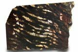 Proterozoic Stromatolite (Collenia) Slab - Minnesota #299971-1